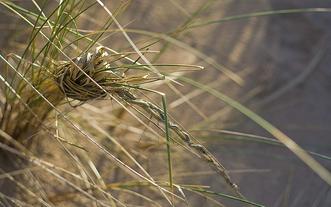 an image of Knotted grass on the beach
