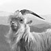 An image of Llandudno's Kashmiri mountain goats