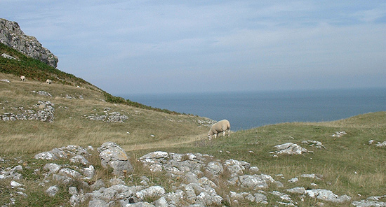 an image of A sheep