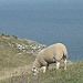 An image of A sheep