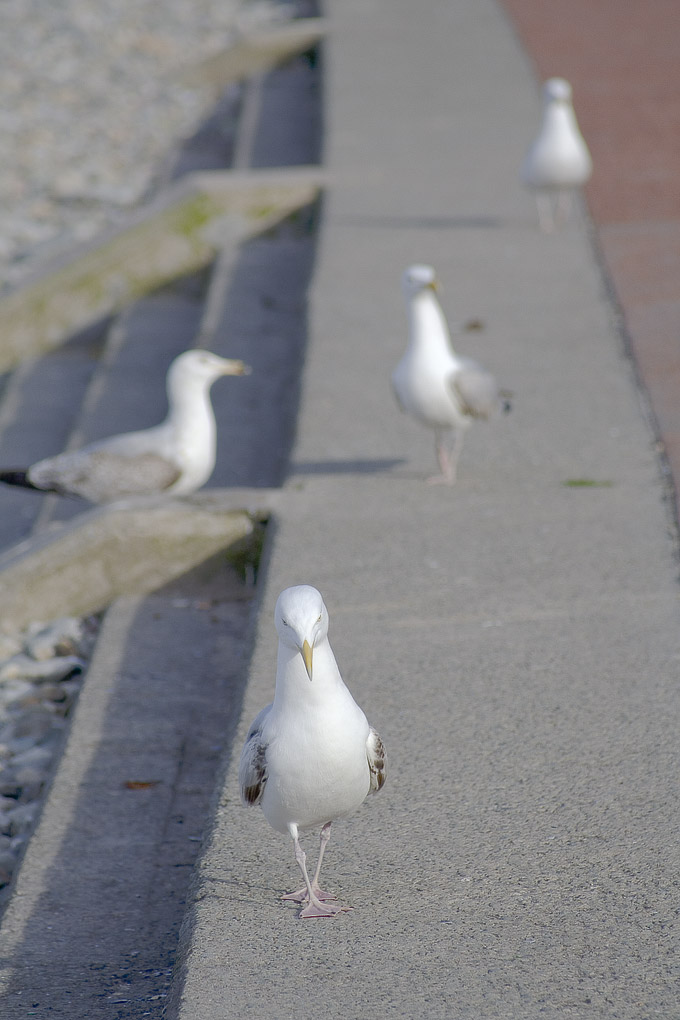 an image of Seagul mobster