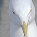 An image of Seagul mobster