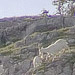An image of Mountain Goats