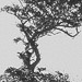 An image of Just a tree