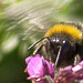 An image of A bee