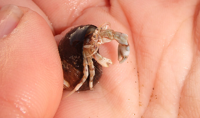 an image of Hey little crustacean