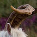 An image of Mountain Goat