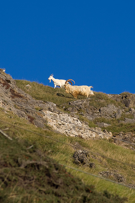 an image of Mountain Goats
