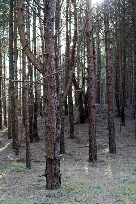 an image of Trees
