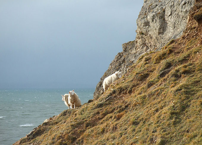 an image of Sheep on the Orme