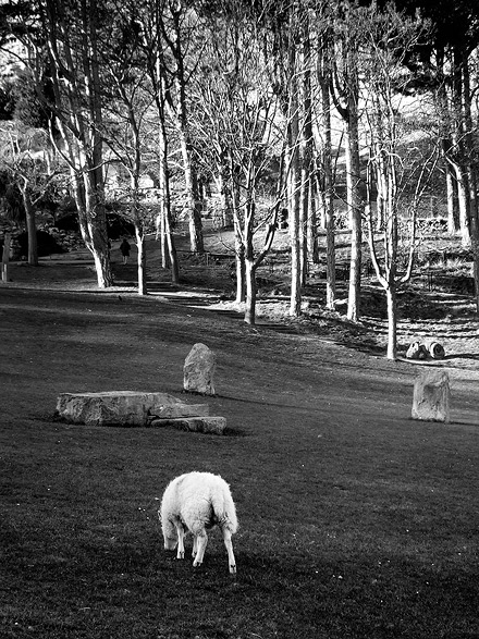 an image of Sheep in Llandudno gardens
