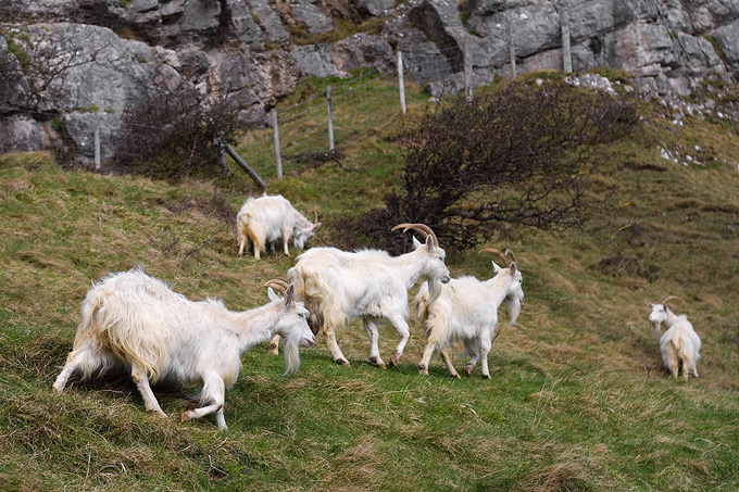 an image of Mountain goats on the Orme