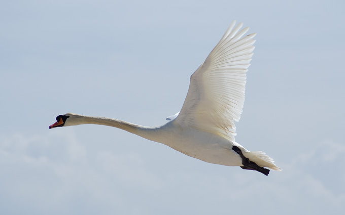 an image of Swan in flight