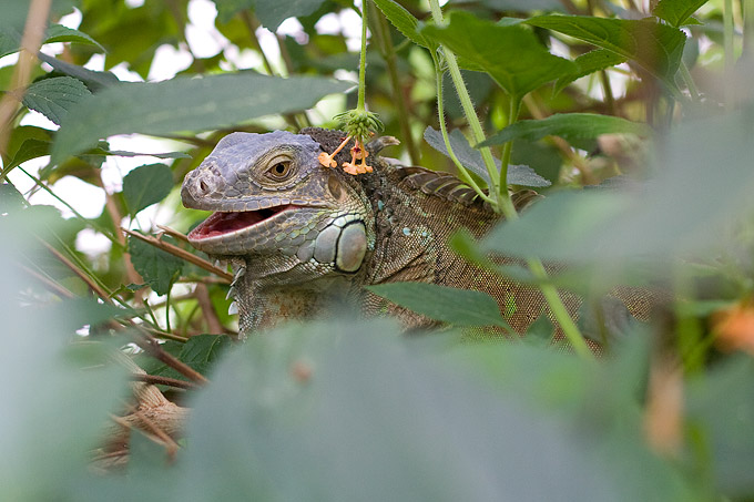 an image of Iguana in the tree