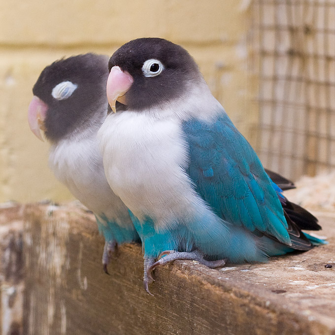 an image of fluffy blue birds