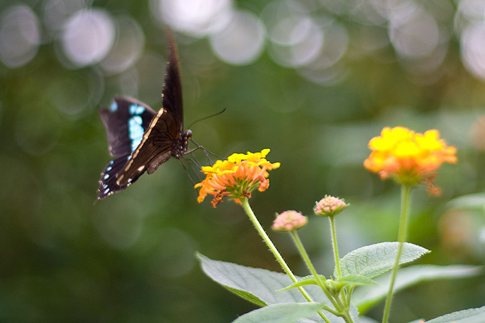an image of Butterfly landing on a flower