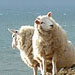 An image of Sheep on the Orme