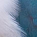 An image of fluffy blue birds